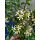 Csillag jázmin-Trachelospermum jasminoides