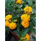 Futó sétányrózsa-Lantana montevidensis, sárga