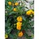 Futó sétányrózsa-Lantana montevidensis, sárga