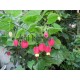 Csengettyűs selyemmályva-Abutilon megapotamicum