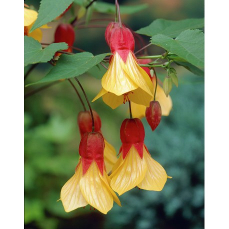 Csüngő abutilon- új fajta ritkaság