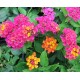 Sétányrózsa-Lantana camara