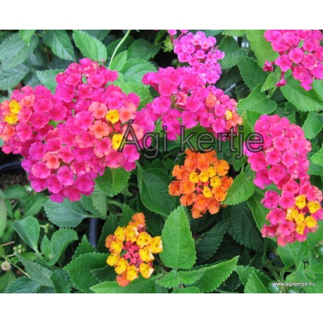 Sétányrózsa-Lantana camara