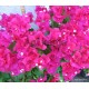 18-Pink bugás-Murvafürt-Bougainvillea