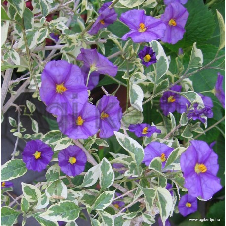 Encián, tarka levelű - Solanum rantonetti