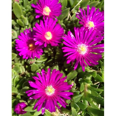 Kistályvirág-Delosperma Tiffendell- Pink nagyvirágú