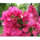 18-Pink bugás-Murvafürt-Bougainvillea