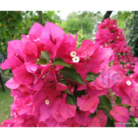 18-Pink bugás-Murvafürt-Bougainvillea