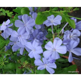 Ólomvirág, kék - Plumbago