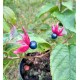 Végzetfa-Clerodendron trichotomum