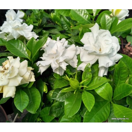 Galléros jázmin-Gardenia jasminoides