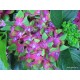 Hydrangea macrophylla- 'Saxon'