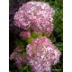 Cserjés hortenzia-Rózsaszín-Hydrangea arborescens