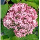 Cserjés hortenzia-Rózsaszín-Hydrangea arborescens