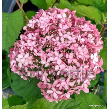 Cserjés hortenzia-Rózsaszín-Hydrangea arborescens