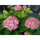 Cserjés hortenzia-Rózsaszín-Hydrangea arborescens