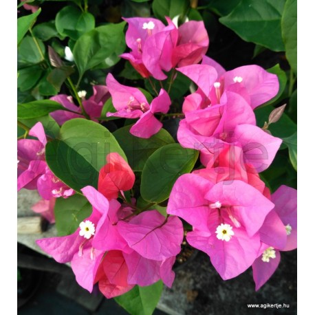 39-Rose rózsaszín- Bougainvillea-Murvafürt 