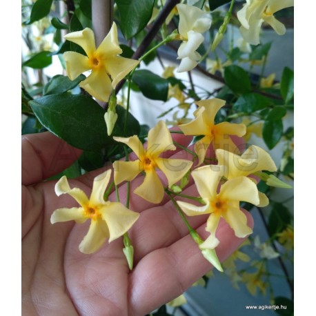 Toszkán csillagjázmin - Trachelospermum jasminoides 'Toscana'