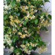 Toszkán csillagjázmin - Trachelospermum jasminoides 'Toscana'