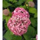 Cserjés hortenzia-Rózsaszín-Hydrangea arborescens- Invincibelle