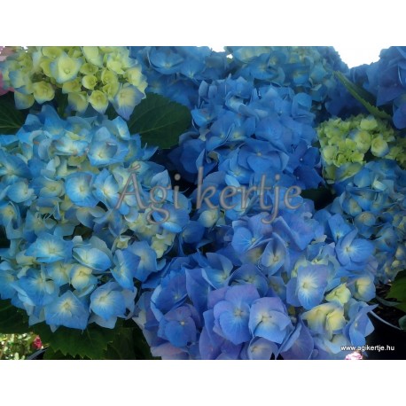 Hydrangea macrophylla BELA BLAU