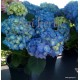 Hydrangea macrophylla BELA BLAU