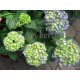 Hydrangea macrophylla BELA BLAU