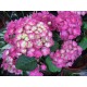 Hydrangea macrophylla BAROQUE ANGEL