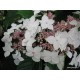 Hydrangea macrophylla LANARTH WHITE