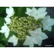 Hydrangea macrophylla  LANARTH WHITE