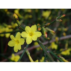 Téli jázmin - Jasminum nudiflorum