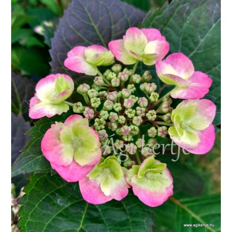 Hydrangea serrata  COTTON CANDY