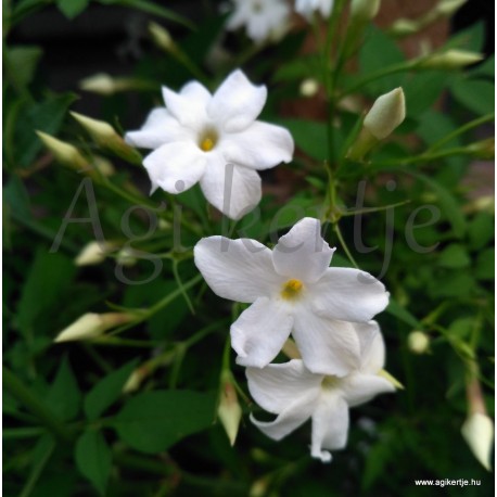 Valódi jázmin - Közönséges jázmin - Jasminum officinale