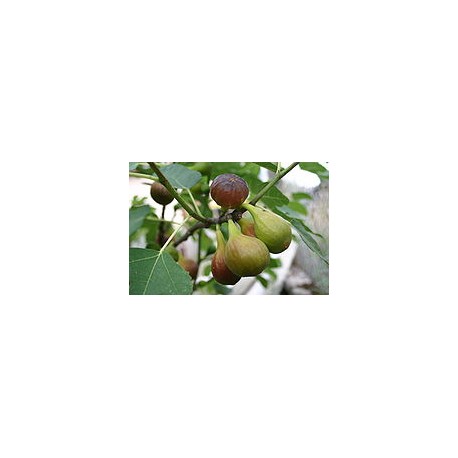 Füge - Ficus carica 