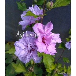 Kerti mályvacserje , teltvirágú  rózsaszín - Hibiscus syriacus