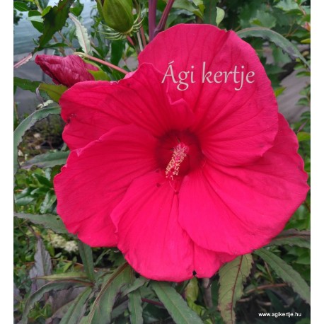 Mocsári hibiszkusz - Hibiscus moscheutos - Fireball