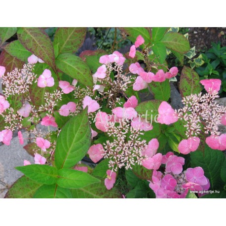 Hydrangea serrata  INTERMEDIA