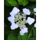 Hydrangea serrata  YESOENSIS