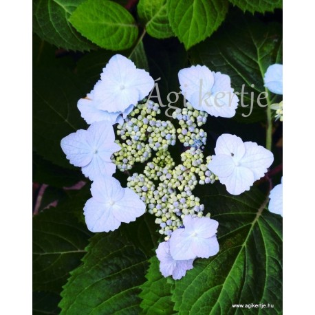 Hydrangea serrata  YESOENSIS