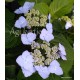 Hydrangea serrata  YESOENSIS