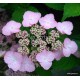 Hydrangea serrata  YESOENSIS