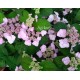 Hydrangea serrata  YESOENSIS