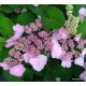 Hydrangea serrata  YESOENSIS