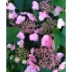 Hydrangea serrata  KOREANA