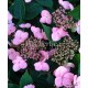 Hydrangea serrata  KOREANA